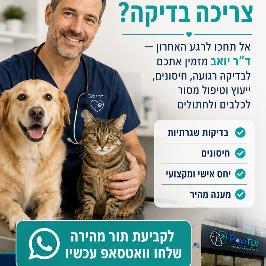 עיצוב לסטורי